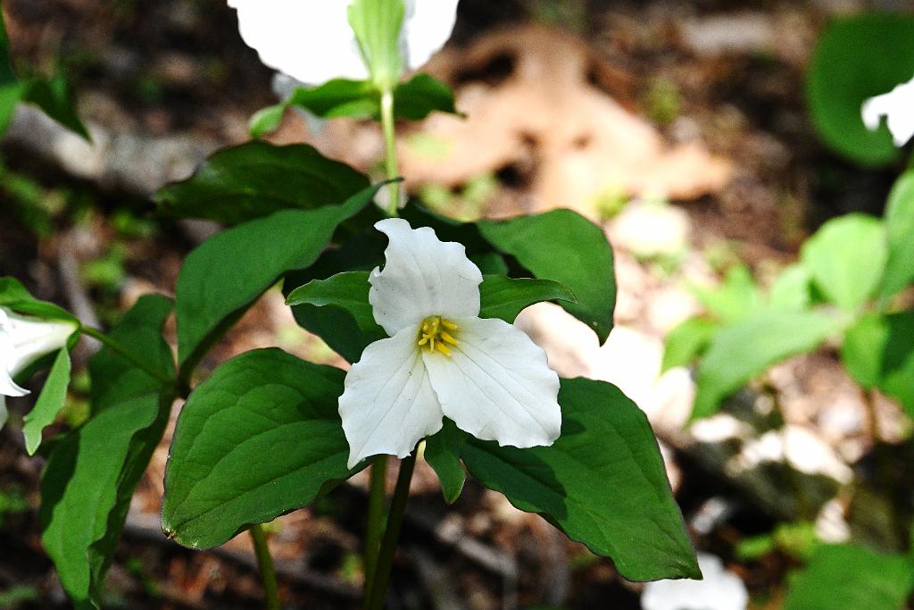 2025-04286682 Mount Auburn Cemetery, MA.JPG - Great White Trillium. Mount Auburn Cemetery, MA, 4-28-2025